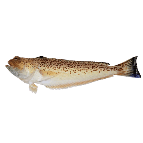 fish