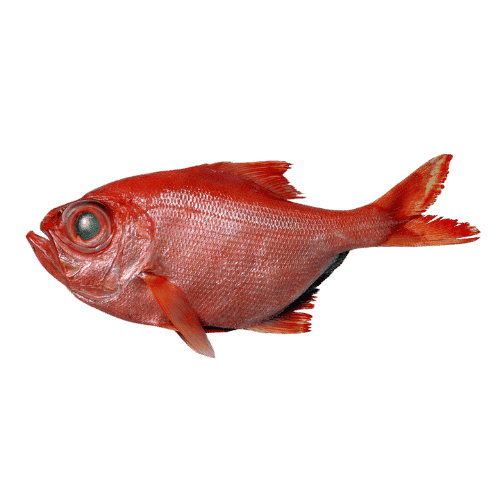 fish