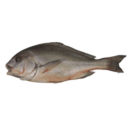 fish
