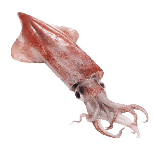 Kopffüßer
