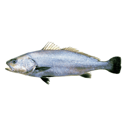 CORVINA