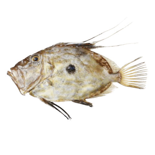 fish