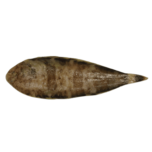 fish