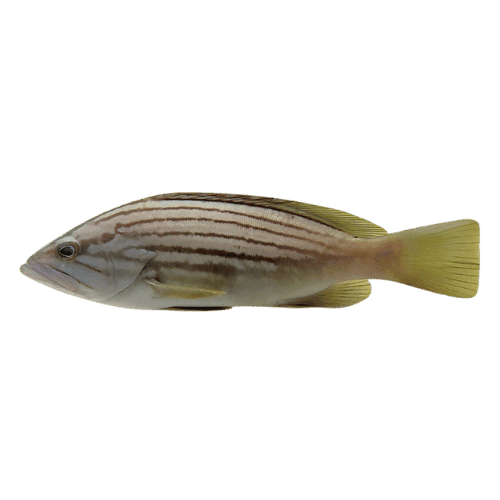 fish