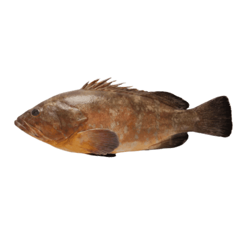 fish