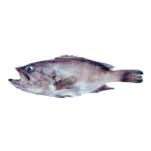 fish
