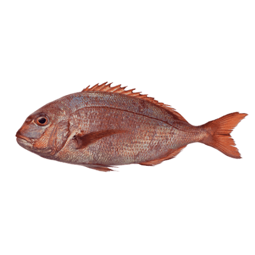 fish