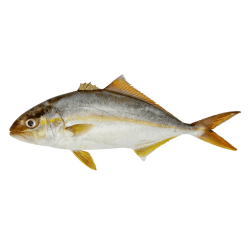 Pelagischer Fisch