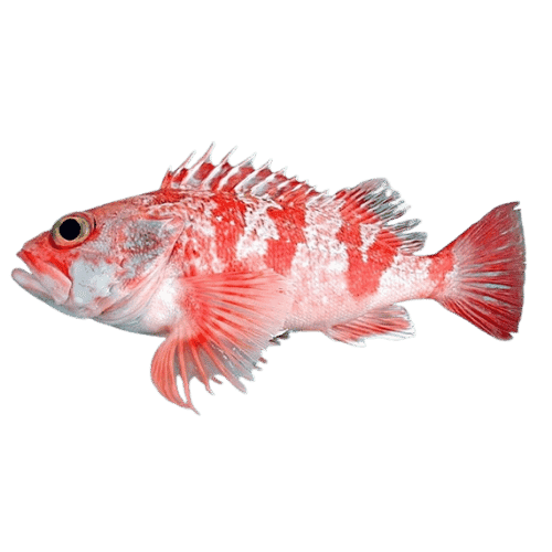 POLLO