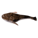RATA image