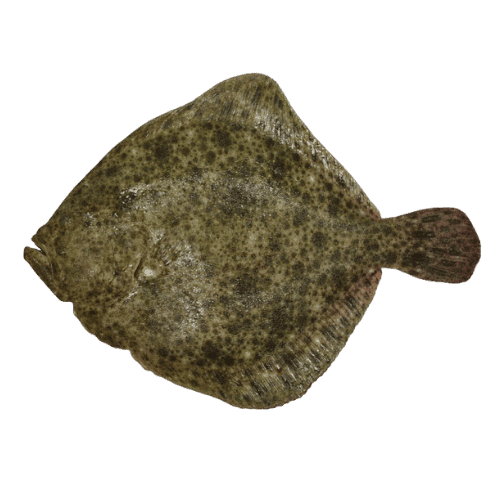 RODABALLO