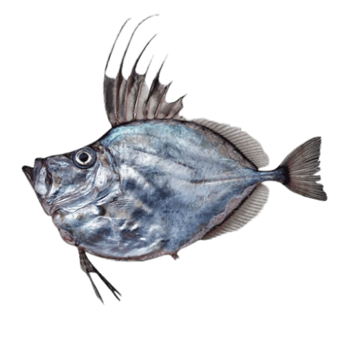 fish