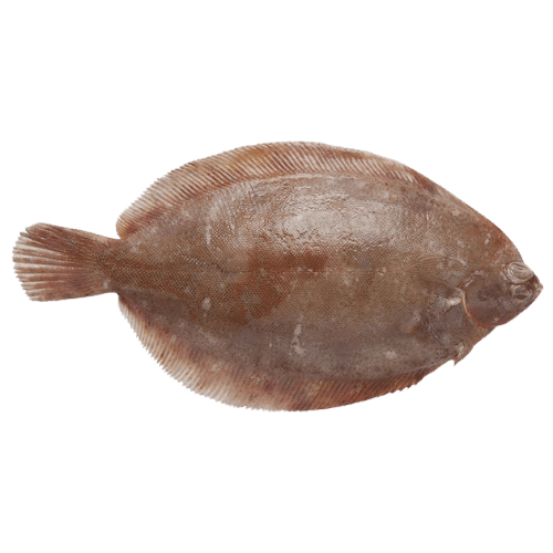 Demersaler Fisch