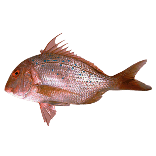 fish